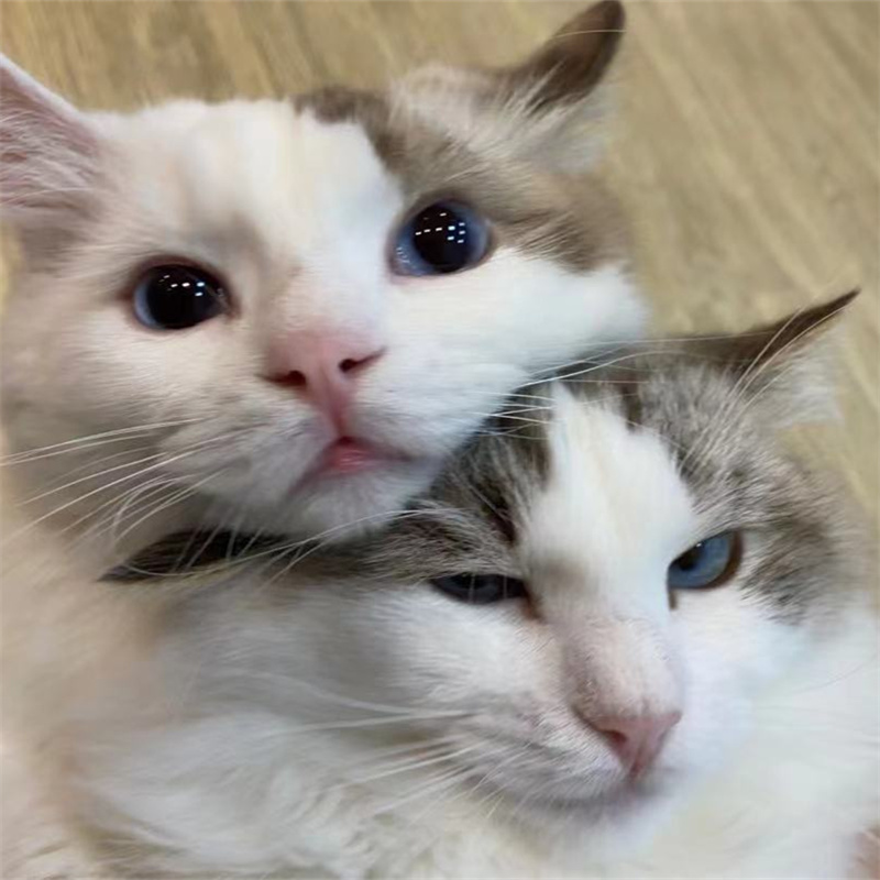 一摸狗狗就咬人：揭秘背后的原因与解决办法