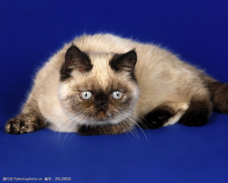 不能喂狗狗吃什么：守护宠物健康的饮食禁忌